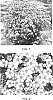 Chamelaucium%20hybrid%20%28Chamelaucium%20uncinatum%20x%20Chamelaucium%20megalopetalum%29%20%27WX%2087%27