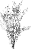 Chamelaucium%20uncinatum%20%27NEW%20EDEN%27