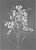 Chamelaucium%20uncinatum%20%27EARLY%20NIR%27