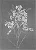 Chamelaucium%20uncinatum%20%27EARLY%20NIR%27