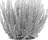 Calluna%20vulgaris%20%27K6322%27
