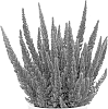 Calluna%20vulgaris%20%27K6300%27