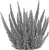 Calluna%20vulgaris%20%27K6300%27