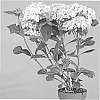 Hydrangea%20hybrid%20%27KAMOSERE%20ARIGATOU%27