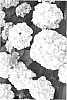 Hydrangea%20macrophylla%20%27H212907%27