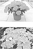 Hydrangea%20macrophylla%20%27H213901%27