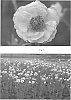 Geum%20hybrid%20%27Gimlet%27