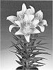 Lilium%20hybrida%20%27Tiny%20Nugget%27