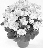 Pelargonium%20grandiflorum%20%27REGBESOPI%27