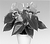 Anthurium%20andreanum%20L.%20%27ANTHDOZAL%27