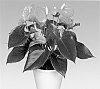 Anthurium%20andreanum%20L.%20%27ANTHDOZAL%27