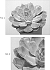 Echeveria%20lilacina%20x%20E.%20pulidonis%20%27Orion%27