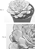 Echeveria%20pulidonis%20x%20E.%20elegans%20%27Hercules%27