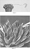 Echeveria%20agavoides%20x%20E.%20multicaulis%20%27Sagitta%27