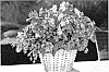 Hypericum%20x%20inodorum%20%27Ruihyg207b%27