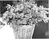 Hypericum%20x%20inodorum%20%27Ruihyg224a%27