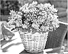 Hypericum%20x%20inodorum%20%27Ruihyh004c%27