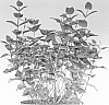 Hypericum%20x%20inodorum%20%27Kolmiglow%27