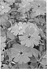 Lychnis%20sieboldii%20%27Lipstick%27