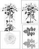 Rosa%20hybrida%20%27ESM%20R071%27