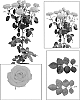 Rosa%20hybrida%20%27ESM%20R073%27