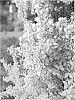 Physocarpus%20opulifolius%20%27Bert%20Dart%27s%20G%27