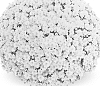 Chrysanthemum%20x%20morifolium%20%27Mefisto%20Yellow%27