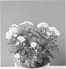 Chrysanthemum%20x%20morifolium%20%27Bkgardyl%27