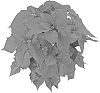 Euphorbia%20pulcherrima%20Willd.%20%27Bkponsl%27