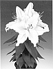 Lilium%20hybrida%20%27Sunny%20Azores%27