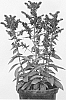 Phlox%20paniculata%20%27Blind%20Lion%27