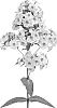 Phlox%20paniculata%20%27Barseventynine%27