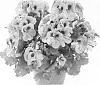 Pelargonium%20grandiflorum%20%27Regpin%27