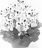 Pelargonium%20grandiflorum%20%27Regwey%27