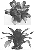 Vriecantarea%20hybrida%20%27Julietta%27