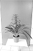 Guzmania%20hybrida%20%27Red%20Sky%27