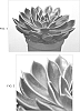 Echeveria%20agavoides%20x%20E.%20mexicana%20%27Mira%27