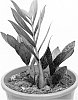 Zamioculcas%20zamiifolia%20%27Heemzamio%27