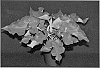 Caladium%20x%20hortulanum%20%27Sangria%27