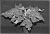 Caladium%20x%20hortulanum%20%27Sangria%27