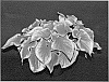 Caladium%20x%20hortulanum%20%27Tiki%20Torch%27