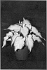Caladium%20x%20hortulanum%20%27RS-03-03%27