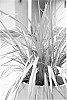 Cordyline%20hybrid%20%27Sprilecfire%27