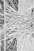 Cordyline%20banksii%20%27Sprilecflash%27