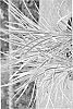Cordyline%20banksii%20%27Sprilecflash%27