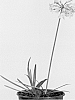Agapanthus%20africanus%20%27Little%20Dutch%20Blue%27