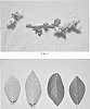 Vaccinium%20corymbosum%20%27DrisBlueNine%27