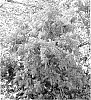 Pieris%20japonica%20%27Shy%27