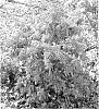 Pieris%20japonica%20%27Shy%27