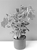 Mandevilla%20hybrida%20%27LANHAWAII%27